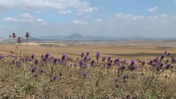 Artichoke Thistle Field Galilee Israel — Stock Video