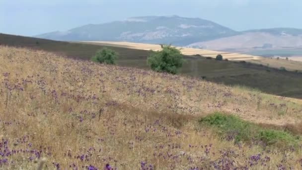 Vista Panorámica Del Paisaje Del Monte Tabor Galilea Israel — Vídeos de Stock