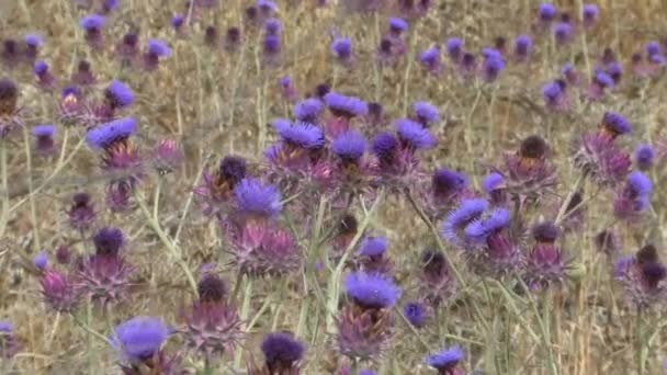 Artichoke Thistle Field Galilee Israel — Stock Video