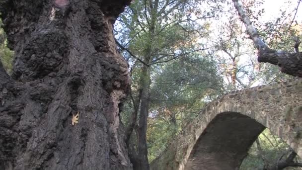 Vista Panorámica Del Puente Antiguo Bosque Pafos Chipre — Vídeo de stock