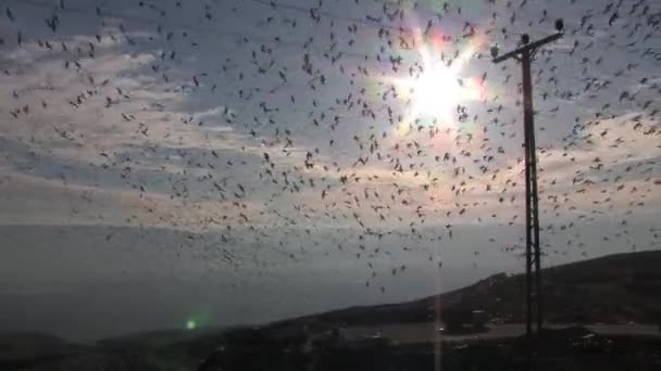 Meeuwen Vliegen Blauwe Hemel Jordan Valley Israel — Stockvideo