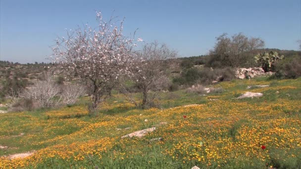 Mandelträd Blom Judeen Slätten Israel — Stockvideo