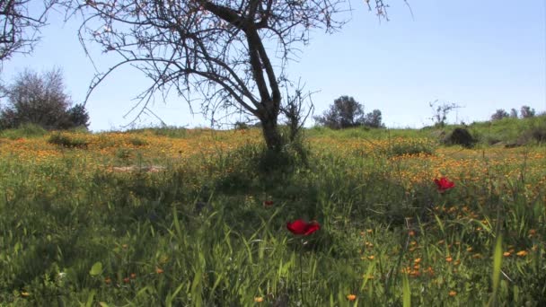 Anemone Och Mandel Träd Blom Judeen Slätten Israel — Stockvideo