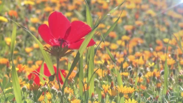Close View Red Anemone Bloom Judea Plain Israel — Stock Video