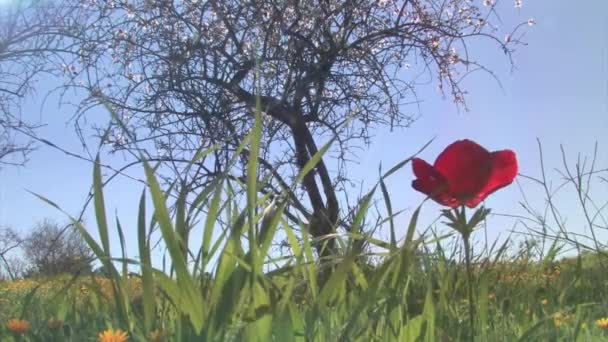 Anemone Und Mandelbaum Voller Blüte Judea Plain Israel — Stockvideo