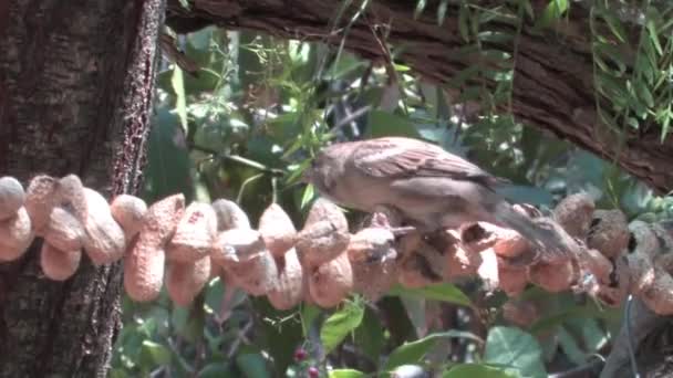 Haussperling Ernährt Sich Von Erdnüssen Jerusalem Israel — Stockvideo