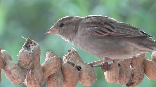 House Sparrow Feeding Peanuts Jerusalem Israel — Stock Video