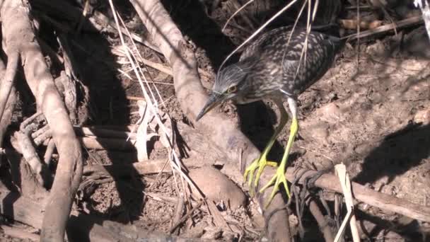 Vista Cercana Garza Noche Juvenil Pie Sobre Raíz Del Árbol — Vídeos de Stock