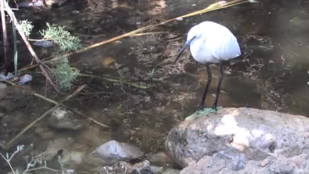 Trochę Czapla Stojący Skale Pobliżu Strem Równiny Judei Izrael — Wideo stockowe