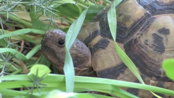 Weergave Van Griekse Landschildpad Gras Sluit — Stockvideo