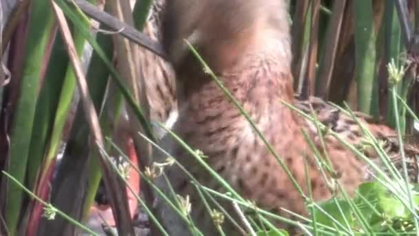 Mallard Descansando Acicalándose Orilla Del Río — Vídeo de stock