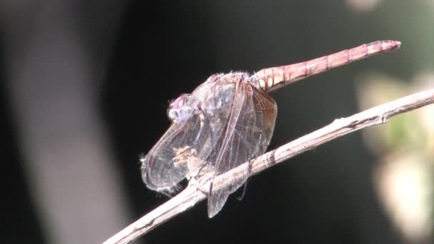 Nahaufnahme Einer Roten Libelle Auf Einem Ast Sitzend — Stockvideo