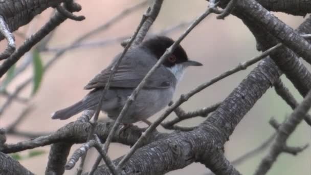 Vista Cercana Warbler Sarda Sentado Rama Israel — Vídeo de stock