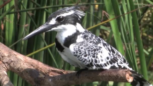 Pied Kingfisher Empoleirado Ramo Rio Yarkon Israel — Vídeo de Stock