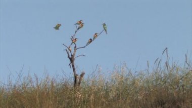 Avrupa üzerinde ağaç, Judea ovaları, İsrail Bee-eaters