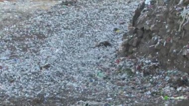 Karabaş Martı çöp içinde ipucu, Jordan valley, Israel