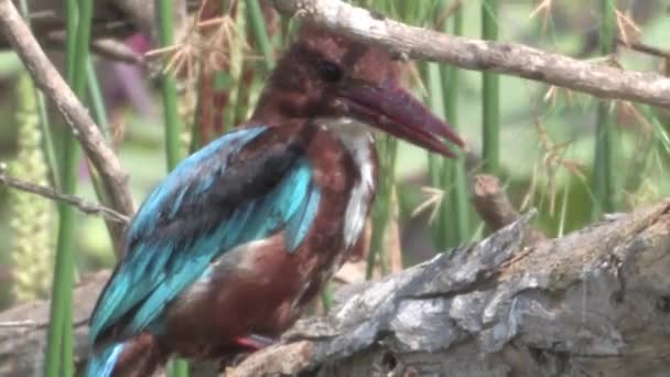 Vue rapprochée du martin-pêcheur à poitrine blanche perché sur une branche, Israël 