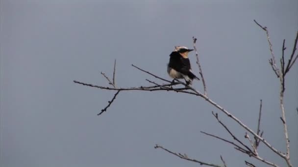 Orejas Negras Wheatear Pie Rama Israel — Vídeos de Stock