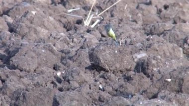 Sarı Kuyruksallayan ayakta görünümü Kapat zeminde, Judea ovaları, İsrail