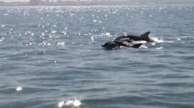 Yüzme ve su Tel aviv kıyısından atlama yunuslar şişe burunlu
