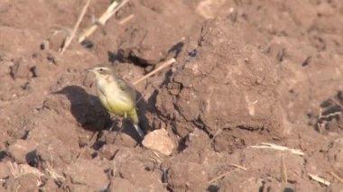 Sarı Kuyruksallayan ayakta görünümü Kapat zeminde, Judea ovaları, İsrail