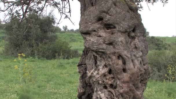 Живописный Вид Древнее Оливковое Дерево Иудея Израиль — стоковое видео