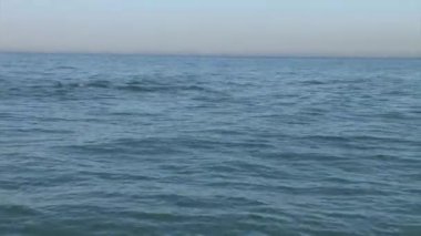 Yüzme ve su Tel aviv kıyısından atlama yunuslar şişe burunlu