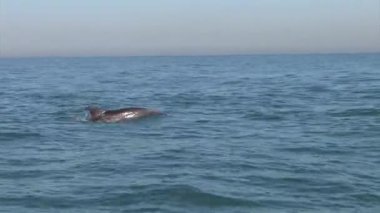 Yüzme ve su Tel aviv kıyısından atlama yunuslar şişe burunlu