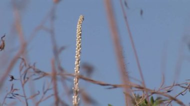 Orta çekim deniz squill çiçek, İsrail
