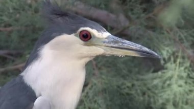 Gece balıkçılı yüz, Judea ovaları, İsrail görünümünü kapat