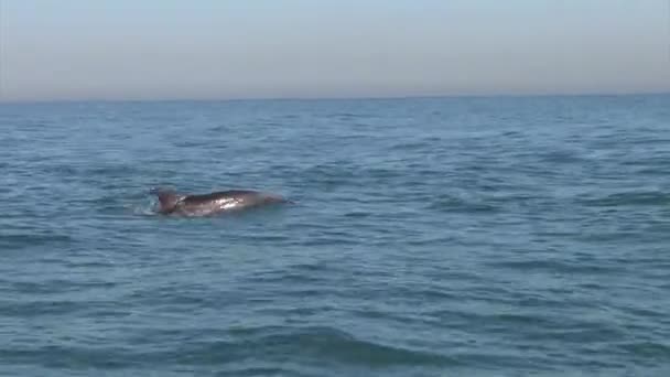 瓶鼻海豚游泳和跳跃从水附近特拉维夫海岸 — 图库视频影像