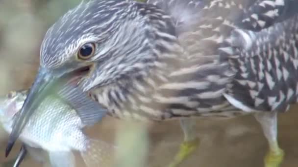 Vue Rapprochée Night Heron Face Plaines Judée Israël — Video
