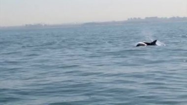 Yüzme ve su mavi denizi, İsrail üzerinden atlama ortak yunuslar