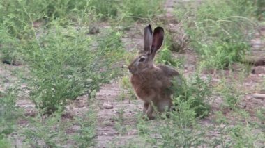 Cape Hare ayakta zeminde, Jordan Valley, Israel