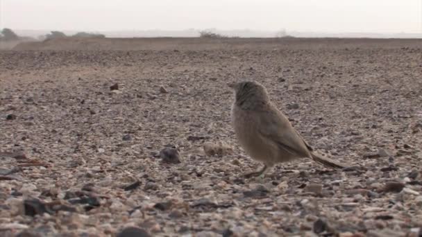 Arabian Babbler Pie Suelo Valle Arava Israel — Vídeos de Stock