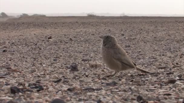 Babbler Árabe Chão Arava Valley Israel — Vídeo de Stock