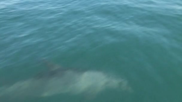 Delfines Comunes Nadando Saltando Desde Agua Mar Azul Israel — Vídeo de stock