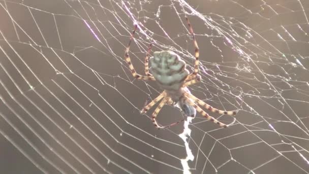 Vue Rapprochée Araignée Géante Sur Filet Lumière Soleil — Video