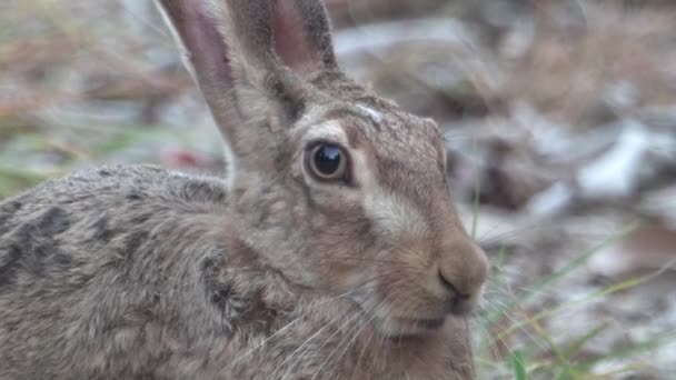 Cape Hare Debout Sur Sol Jordan Valley Israël — Video