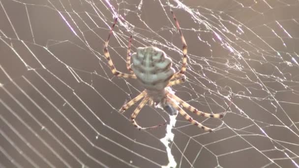 Vista Cercana Araña Gigante Red Luz Del Sol — Vídeos de Stock