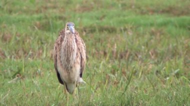 Görünüm mor Heron avcılık hula Valley, İsrail