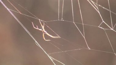 NET güneş ışığı altında dev örümcek görünümü Kapat