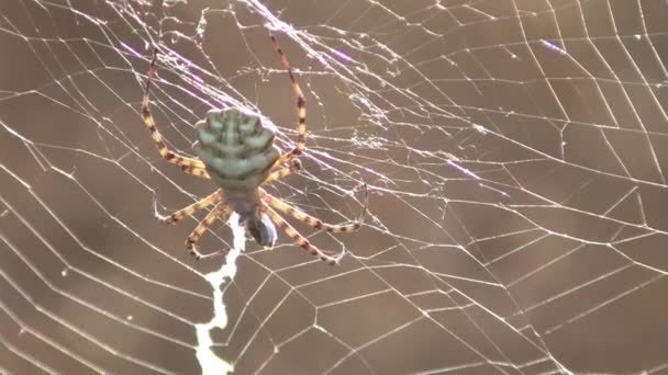 Stäng Giant Spider Nätet Solljus — Stockvideo