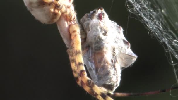 日光下捕食巨型蜘蛛的近观 — 图库视频影像