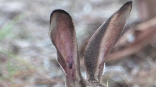 Gros Plan Cape Hare Ears Jordan Valley Israël — Video