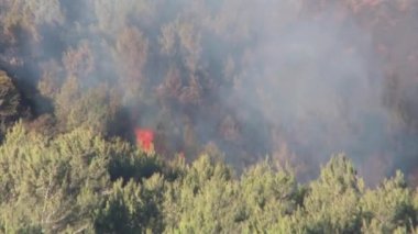 Büyük orman yangınları doğal görünümünü Mount Carmel, İsrail