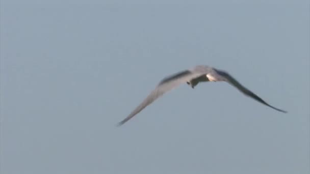 Black Winged Kite Sitting Tree Branch Hula Valley Israel — Stock Video