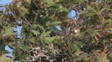 Uçurtma dallarda, Hula Valley, İsrail oturan siyah kanatlı