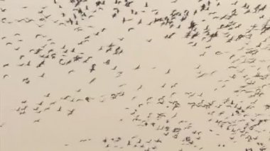 Ortak vinç sürü uçuş, hula Vadisi, İsrail