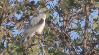 Uçurtma ağaç dalı, hula Vadisi, İsrail üzerinde oturan siyah kanatlı